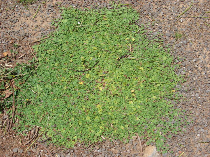 Asian ponysfoot - Dichondra micrantha