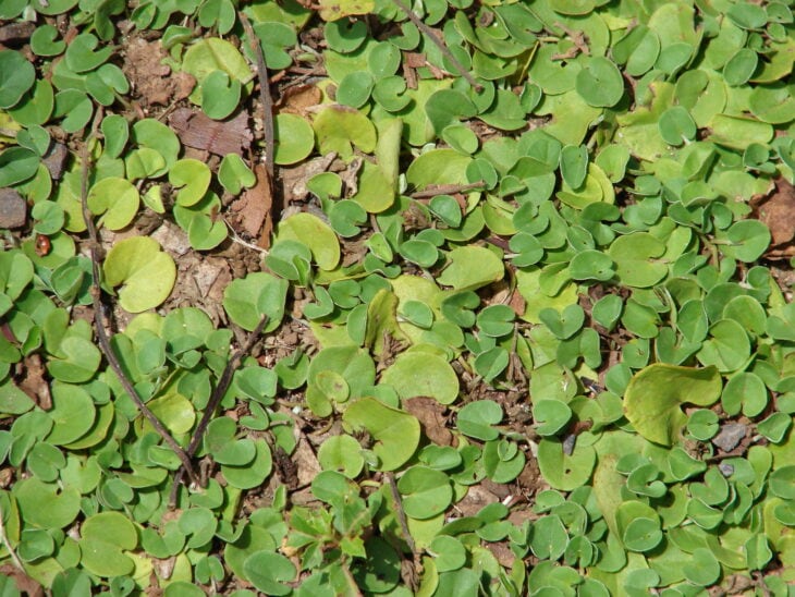 Asian ponysfoot - Dichondra micrantha