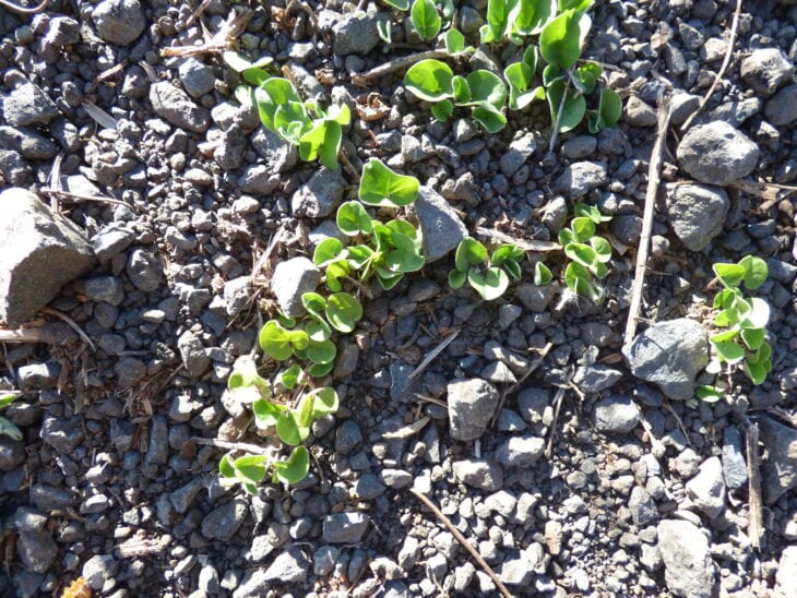 Asian ponysfoot - Dichondra micrantha