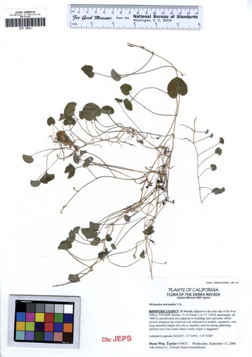 Asian ponysfoot - Dichondra micrantha