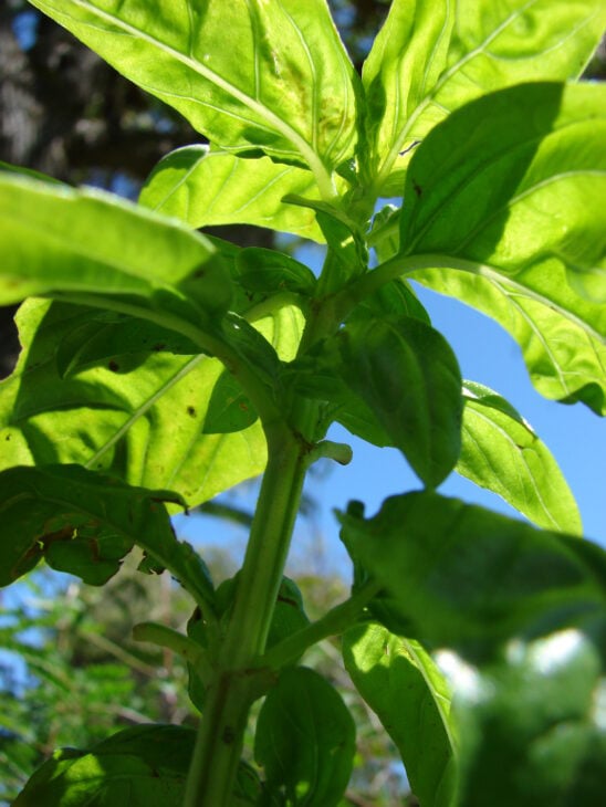 Basil - Ocimum basilicum