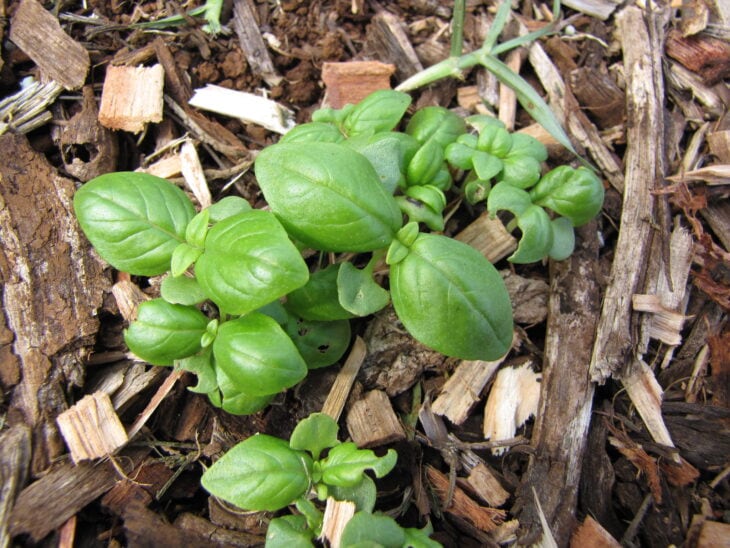 Basil - Ocimum basilicum