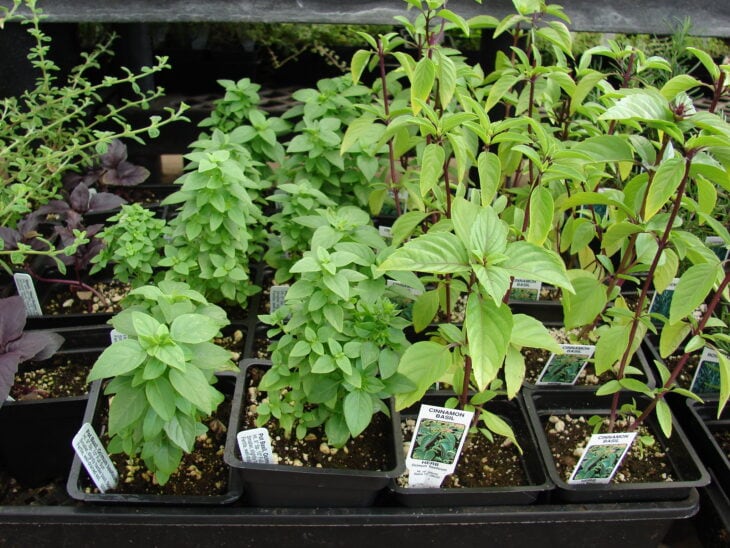 Basil - Ocimum basilicum