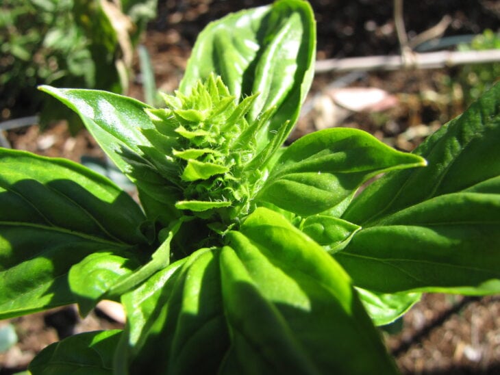 Basil - Ocimum basilicum