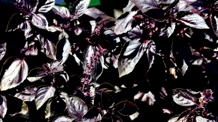 Basil - Ocimum basilicum