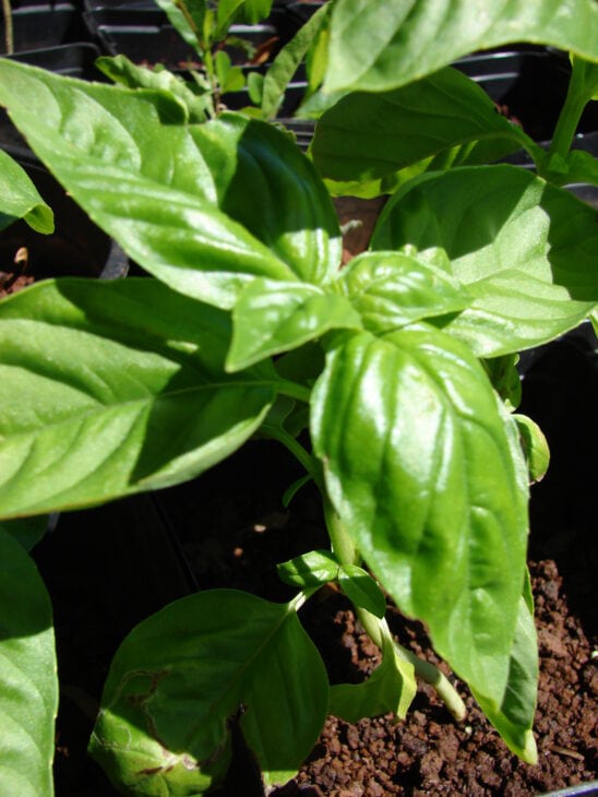 Basil - Ocimum basilicum