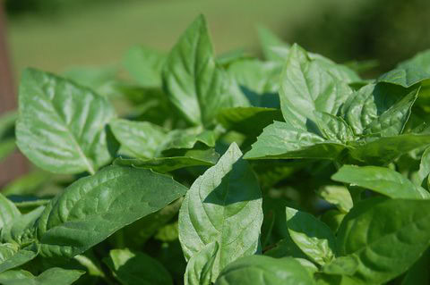 Basil - Ocimum basilicum