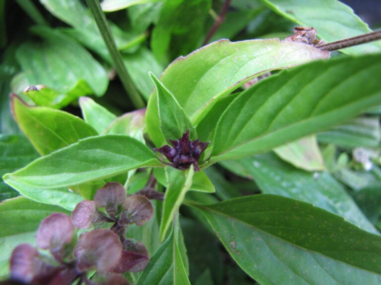 Basil - Ocimum basilicum