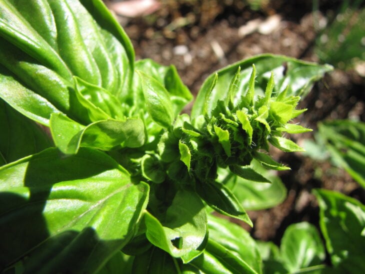Basil - Ocimum basilicum