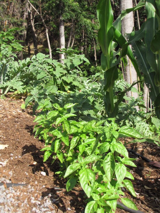 Basil - Ocimum basilicum