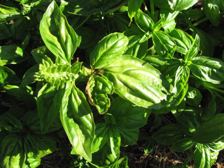 Basil - Ocimum basilicum