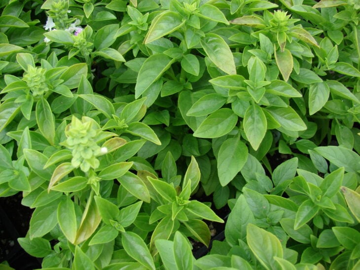Basil - Ocimum basilicum
