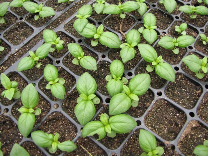Basil - Ocimum basilicum