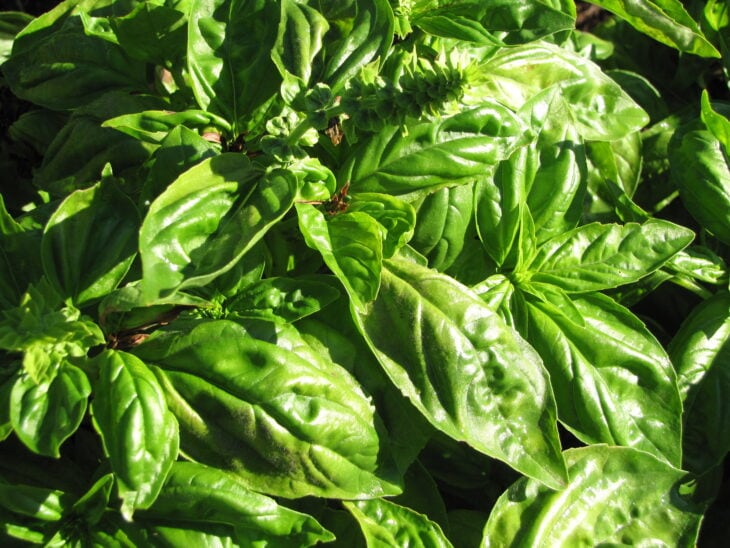 Basil - Ocimum basilicum