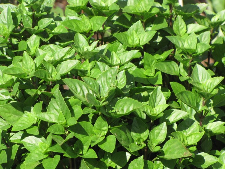 Basil - Ocimum basilicum