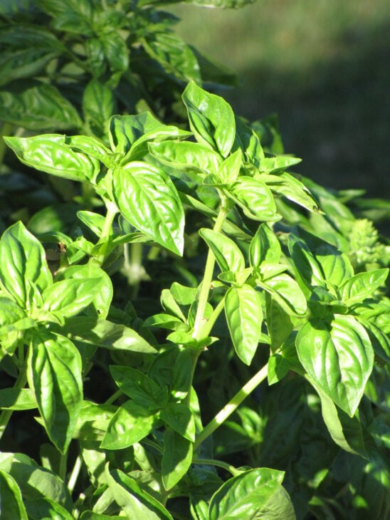 Basil - Ocimum basilicum