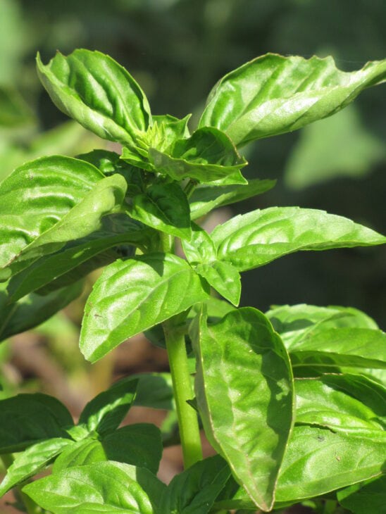 Basil - Ocimum basilicum