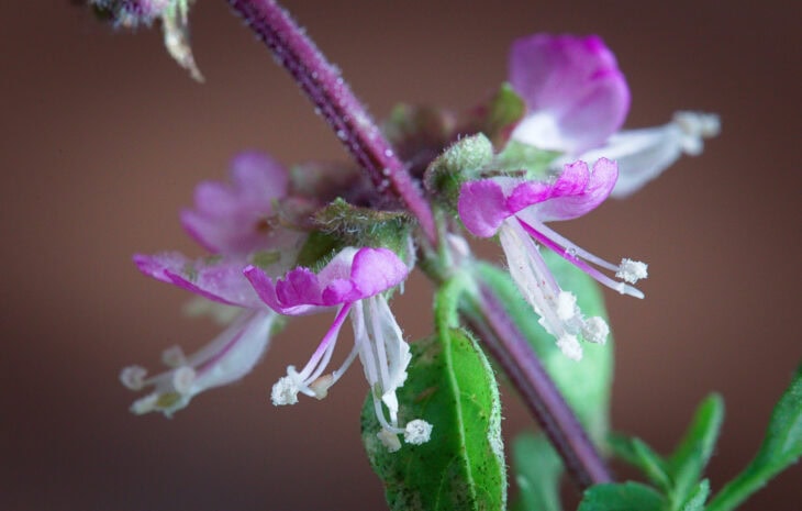 Basil - Ocimum basilicum