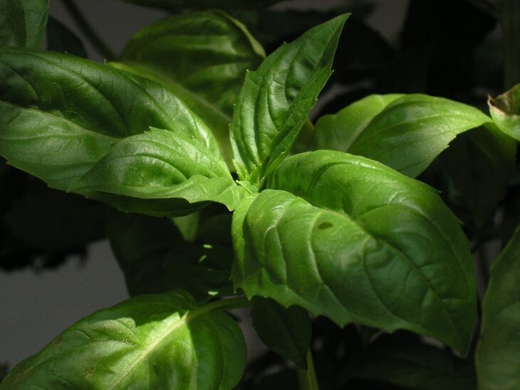Basil - Ocimum basilicum