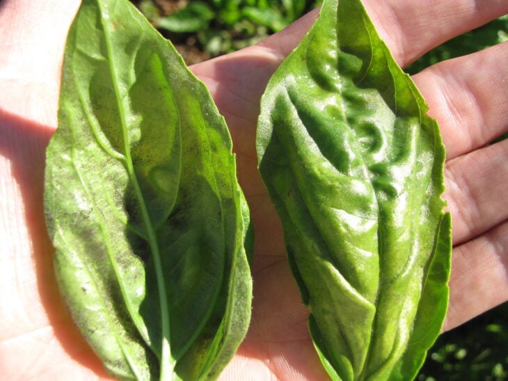 Basil - Ocimum basilicum