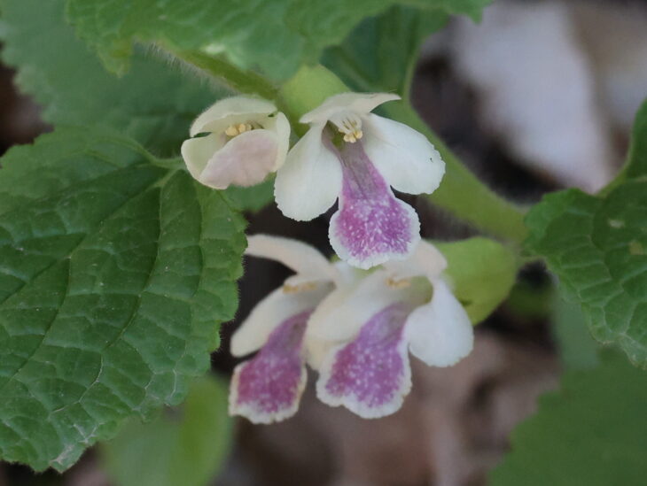 Bastard Balm - Melittis melissophyllum