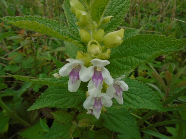 Bastard Balm - Melittis melissophyllum
