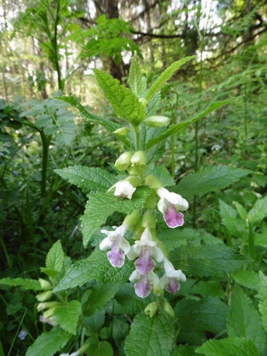 Bastard Balm - Melittis melissophyllum