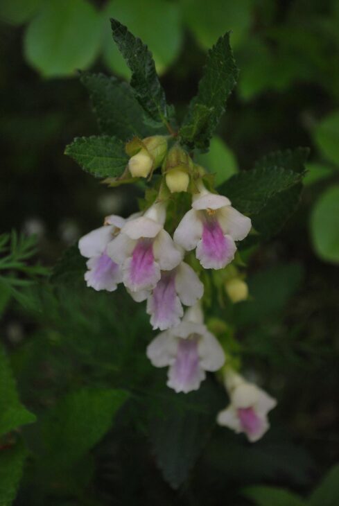Bastard Balm - Melittis melissophyllum