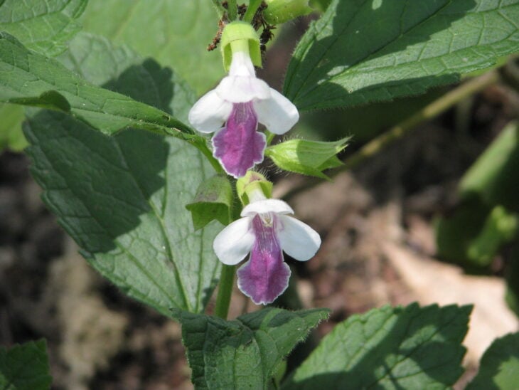 Bastard Balm - Melittis melissophyllum