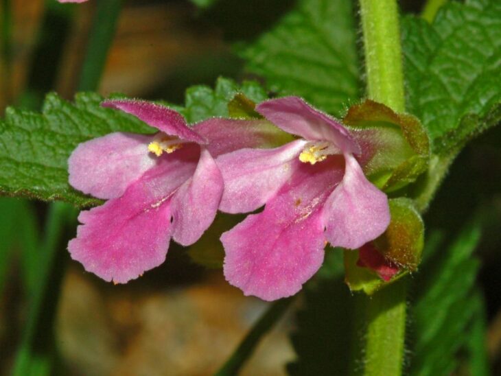 Bastard Balm - Melittis melissophyllum