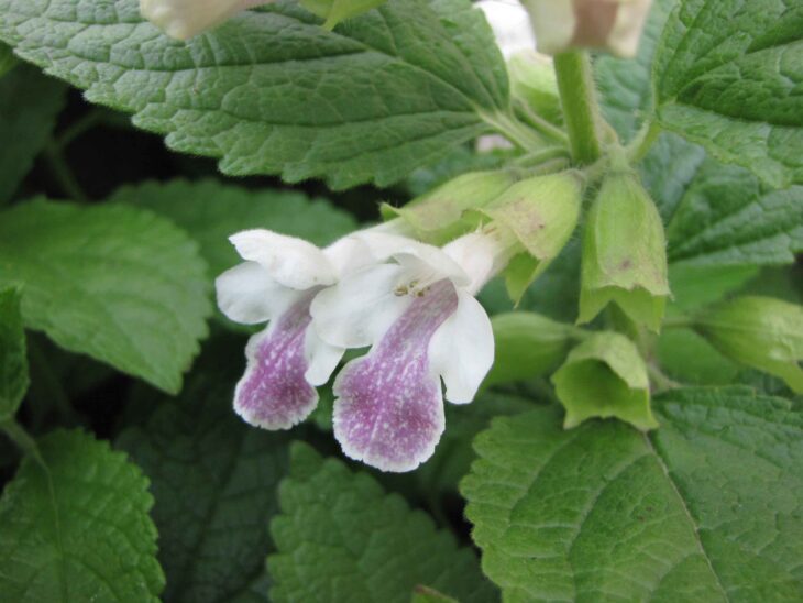 Bastard Balm - Melittis melissophyllum