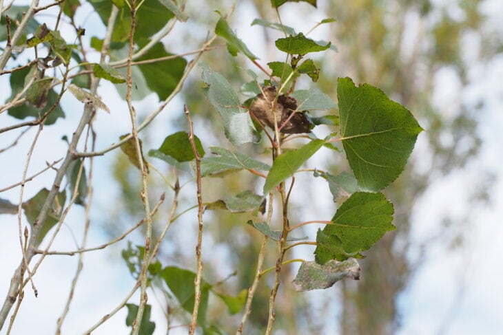 Black Poplar - Populus nigra
