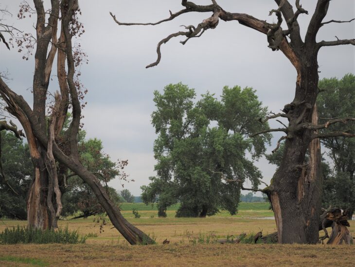 Black Poplar - Populus nigra