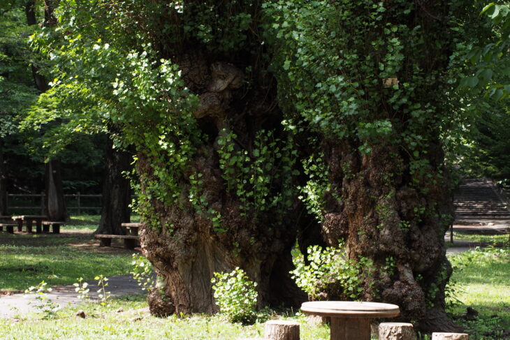 Black Poplar - Populus nigra