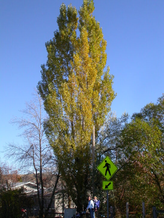 Black Poplar - Populus nigra
