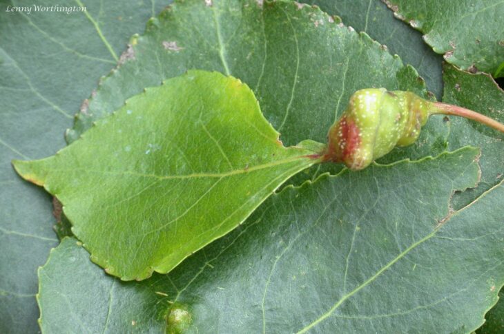 Black Poplar - Populus nigra