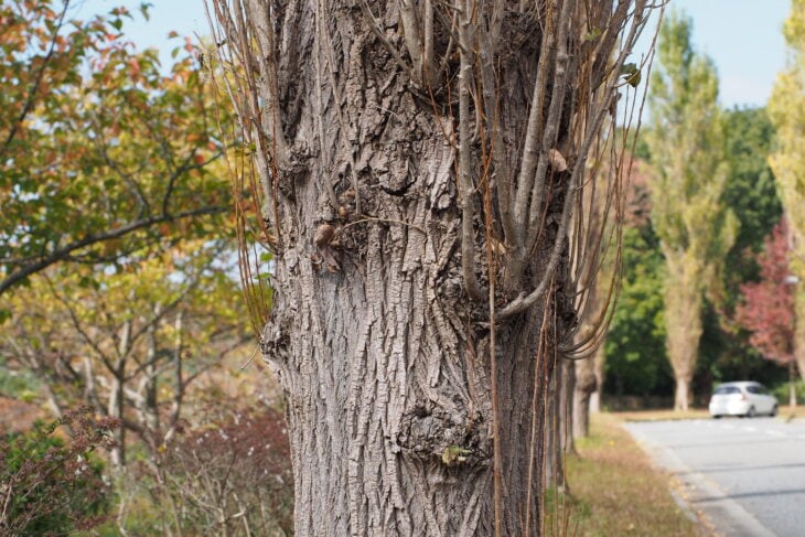 Black Poplar - Populus nigra