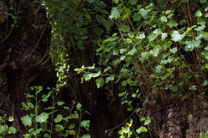 Black Poplar - Populus nigra
