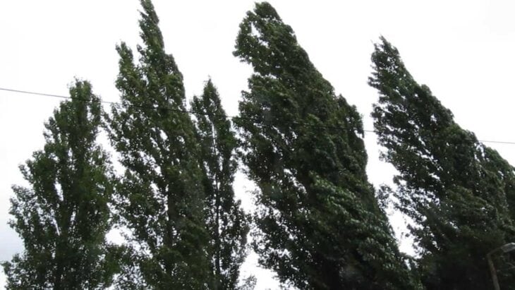 Black Poplar - Populus nigra