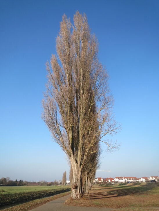 Black Poplar - Populus nigra