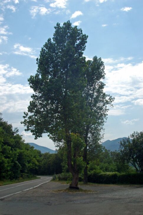 Black Poplar - Populus nigra