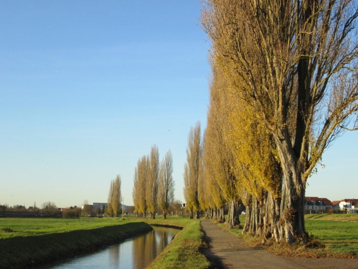 Black Poplar - Populus nigra