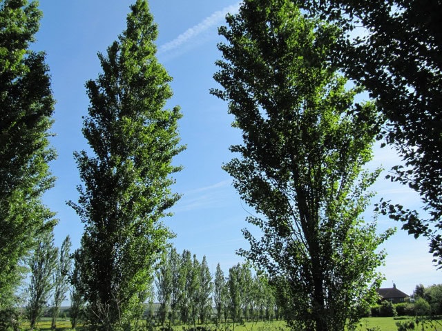 Black Poplar - Populus nigra