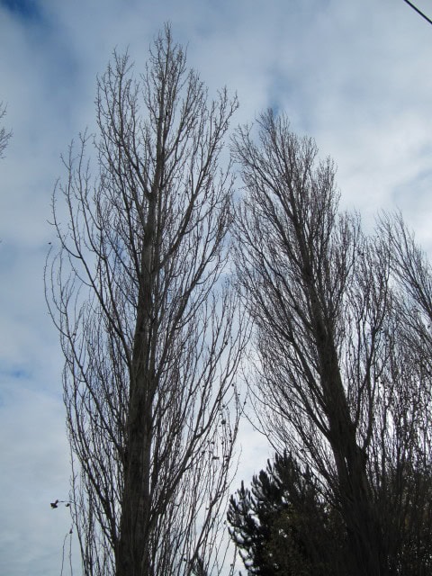 Black Poplar - Populus nigra