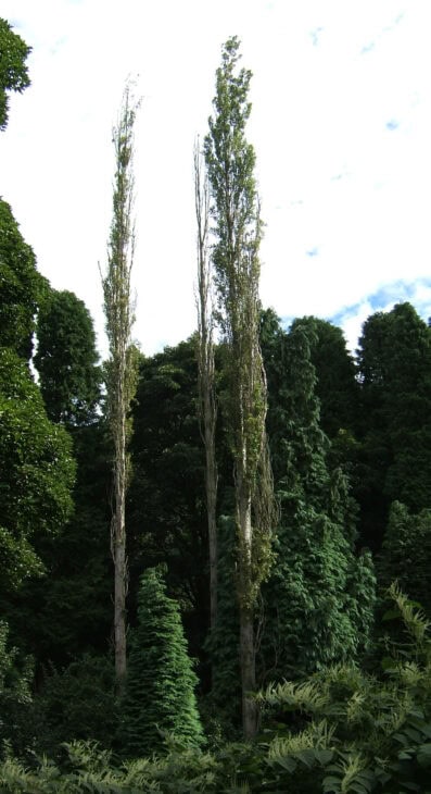 Black Poplar - Populus nigra