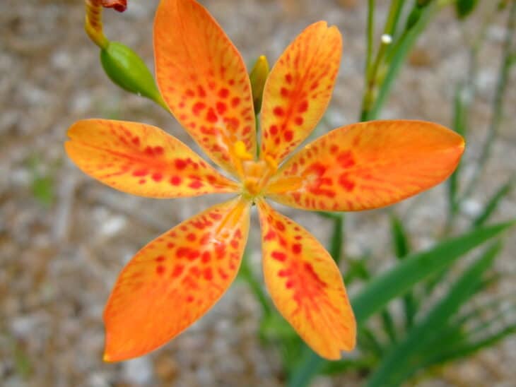 Blackberry Lily - Belamcanda chinensis