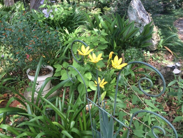 Blackberry Lily - Belamcanda chinensis