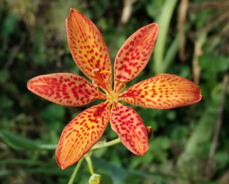 Blackberry Lily - Belamcanda chinensis