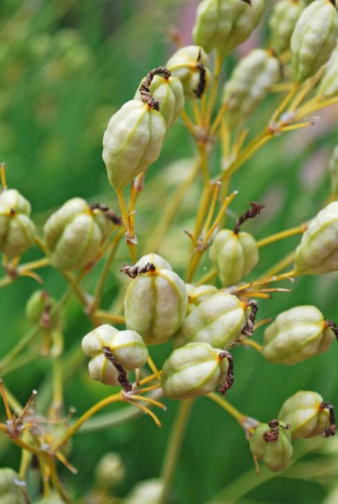 Blackberry Lily - Belamcanda chinensis