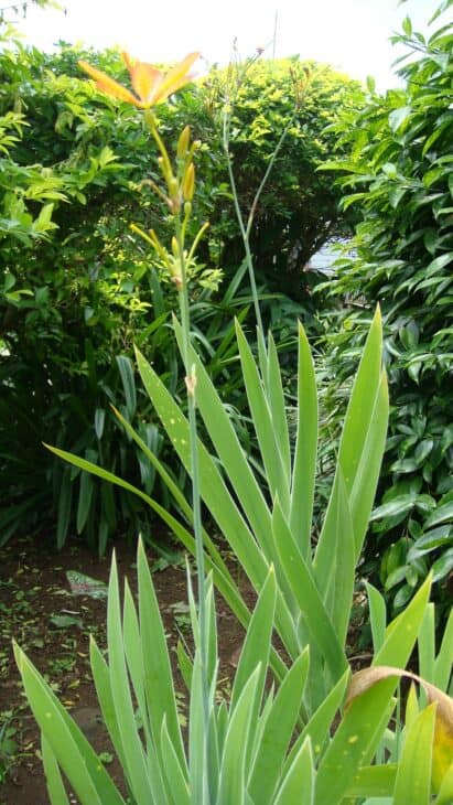 Blackberry Lily - Belamcanda chinensis